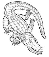 coloriage crocodile aux grands yeux